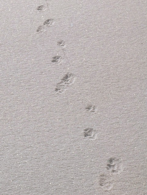 impronte sulla neve:volpe?